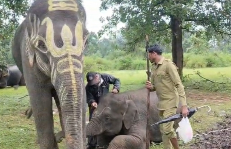 Five-day elephant festival