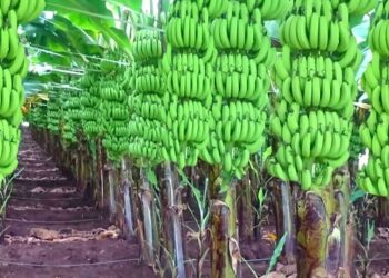 Banana
