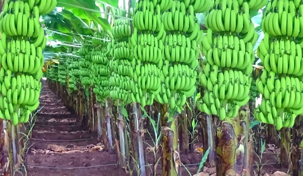 Banana