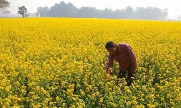 Farmers