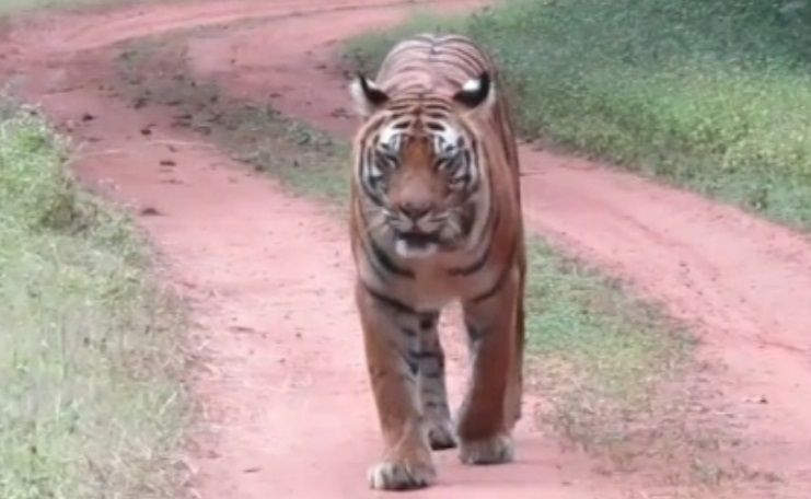 tigress