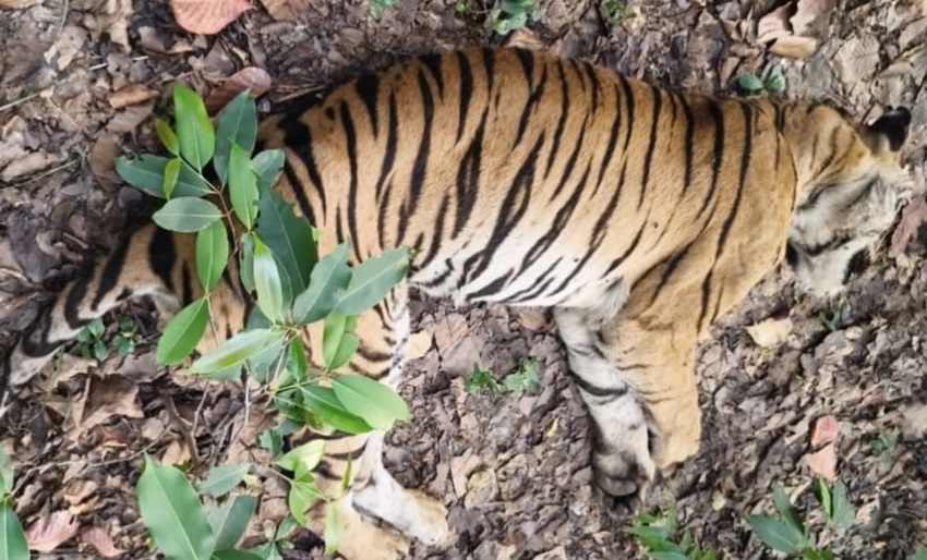 tigress