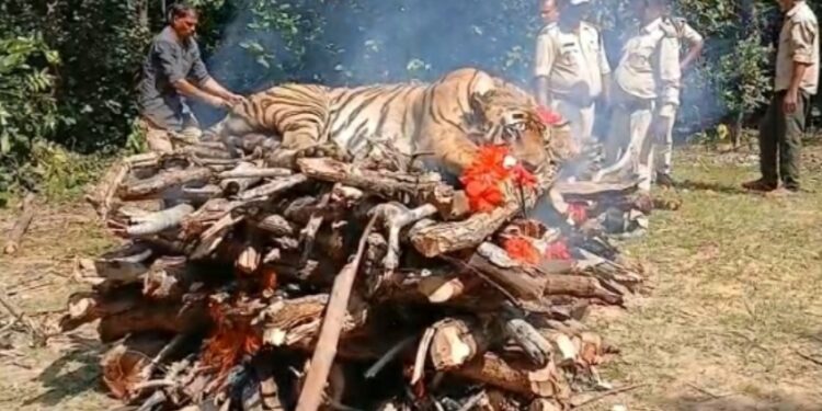 tigress